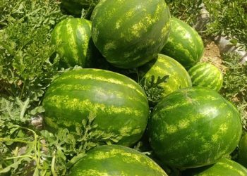 ۴۰۰ تن هندوانه جهرم به بازارهای خارجی صادر شد