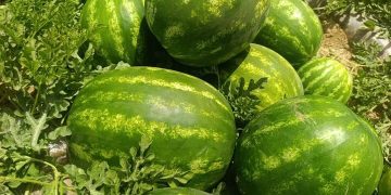 ۴۰۰ تن هندوانه جهرم به بازارهای خارجی صادر شد