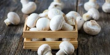 تولید سالانه بیش از۵۰۰۰ تن قارچ خوراکی در همدان