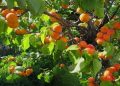 زردآلو؛نگین تابستانی باغ های سیستان و بلوچستان