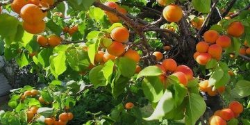 زردآلو؛نگین تابستانی باغ های سیستان و بلوچستان