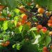 زردآلو؛نگین تابستانی باغ های سیستان و بلوچستان
