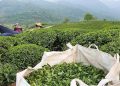 پرداخت ۷۲ درصد مطالبات چایکاران