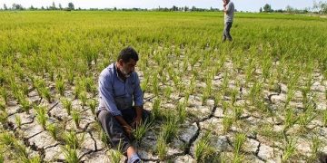 تمدید مهلت بیمه محصول برنج تا پایان خرداد/ ۳۶ هزار کشاورز گیلانی تحت پوشش بیمه