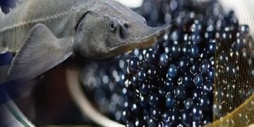 رهاسازی ۸۰۰ هزار قطعه بچهماهی خاویاری در زیستگاههای طبیعی