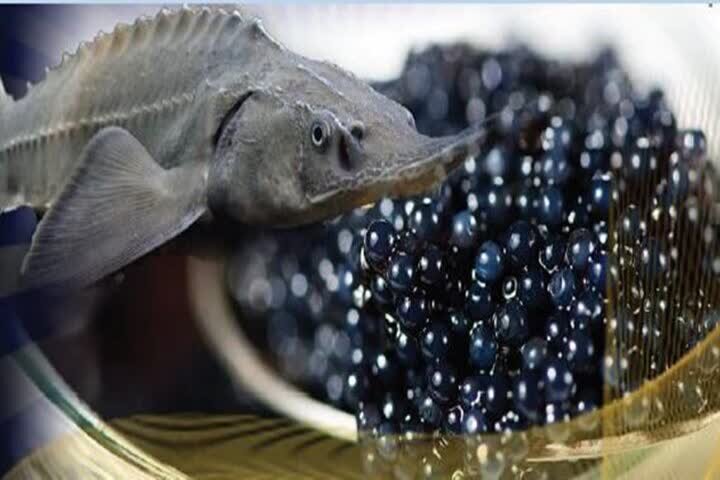 رهاسازی ۸۰۰ هزار قطعه بچهماهی خاویاری در زیستگاههای طبیعی