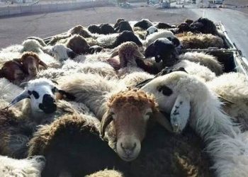 ۲۰۰ رأس دام فاقد مجوز قانونی در بیجار توقیف شد