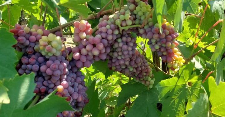 آغاز برداشت انگور یاقوتی نوبرانه از تاکستان‌های جهرم