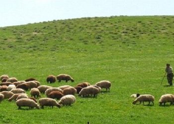 دام سبک؛ مصداق بارز اقتصاد مقاومتی و امنیت غذایی