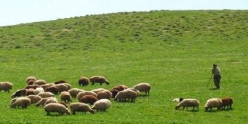 دام سبک؛ مصداق بارز اقتصاد مقاومتی و امنیت غذایی