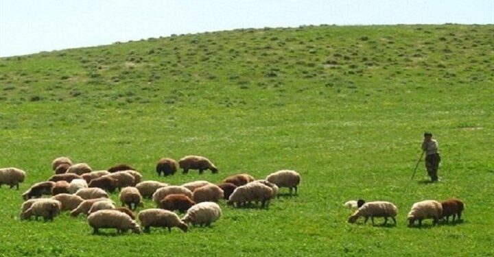 دام سبک؛ مصداق بارز اقتصاد مقاومتی و امنیت غذایی