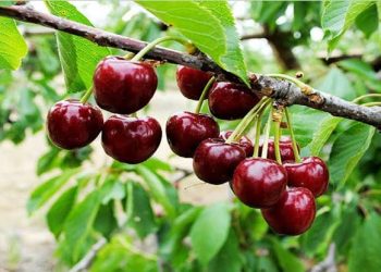 پیش‌بینی تولید ۲۰۰۰ تن گیلاس از باغات شاهرود