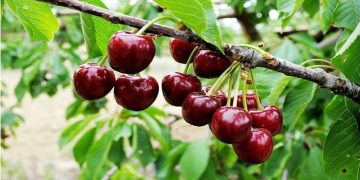 پیشبینی تولید ۲۰۰۰ تن گیلاس از باغات شاهرود