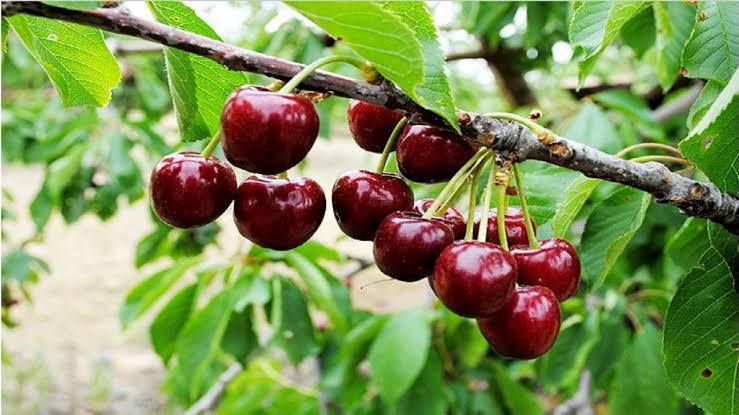 پیشبینی تولید ۲۰۰۰ تن گیلاس از باغات شاهرود