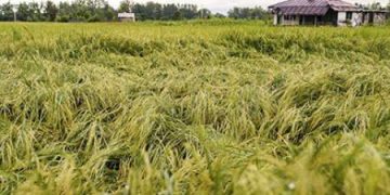 اجرای طرح جهش تولید در ۴۵۰ هزار هکتار از دیم زارهای زنجان