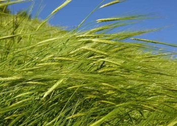 سطح مبارزه علف های هرز در مزارع گندم از ۴ میلیون هکتار فراتر رفت