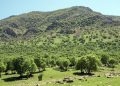 بیش از ۹۵ درصد آتش سوزیها عامل انسانی دارد