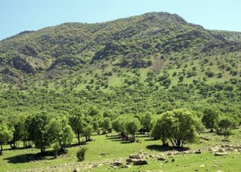 بیش از ۹۵ درصد آتش سوزی‌ها عامل انسانی دارد