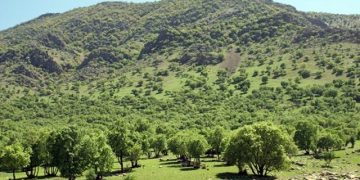 بیش از ۹۵ درصد آتش سوزیها عامل انسانی دارد