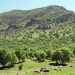 بیش از ۹۵ درصد آتش سوزیها عامل انسانی دارد