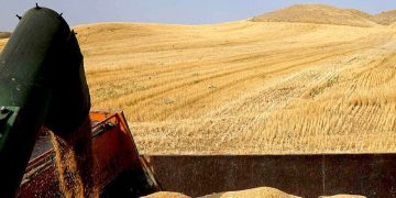 خرید تضمینی گندم به ۶ میلیون و ۷۰۰ هزار تن رسید/وعده وزیر جهاد در خصوص پرداخت مطالبات محقق نشد