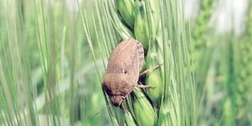 کنترل آفت سن در ۲۰۵ هزار هکتار از مزارع گندم و جو فارس