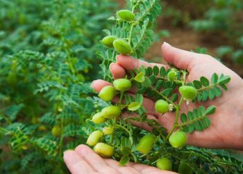 پیش بینی برداشت بیش از ۴۵ هزارتن نخود در آذربایجان غربی
