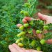پیش بینی برداشت بیش از ۴۵ هزارتن نخود در آذربایجان غربی