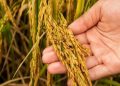 ظهور خوشه برنج در ۳۵ درصد شالیزارهای گیلان