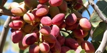 پیشبینی برداشت امسال ۵۰ تن پسته از سطح باغات همدان