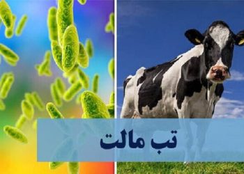 نکاتی برای پیشگیری از ابتلا به «تب‌مالت»