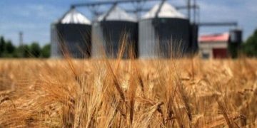 تامین امنیت غذایی در زنجان با خرید تضمینی ۳۵۰ هزار تن گندم