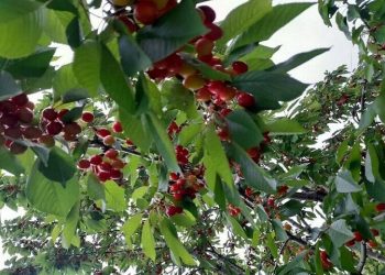 ارزآوری ۴.۳ میلیارد دلاری محصولات باغی و گلخانه‌ای