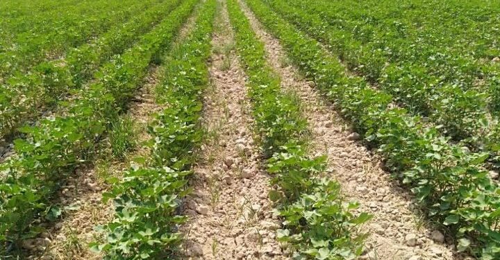 پیش‌بینی برداشت بیش از ۱۵ هزار تن وش پنبه از مزارع زرین‌دشت