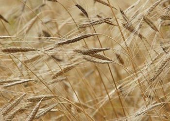 تولید ۳۵ هزار تن جو از سطح ۲۱ هزار و ۵۰۰ هکتار مزارع بروجرد