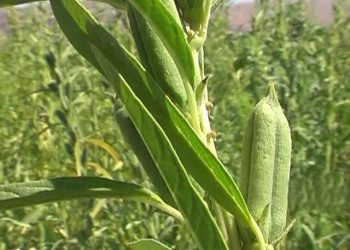 پیش بینی برداشت بیش از ۸۸۰ تن کنجد در آذربایجان غربی