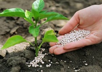یارانه کودهای فسفاته و پتاسه به حساب کشاورزان ایلام واریز می‌شود