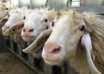 همدان، قطب نوظهور اصلاح‌نژاد دام سبک