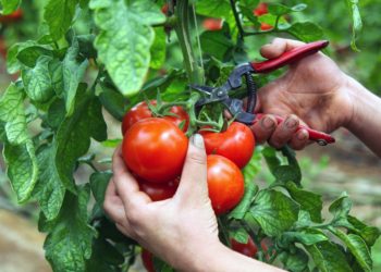 رشد ۱۲ درصدی صادرات گلخانه‌ای در سایه فناوری‌های نوین و مدیریت بحران آب