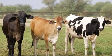 مقایسه عملکرد سه نژاد گاو سیستانی، جرسی و هلشتاین برای تولید گوشت