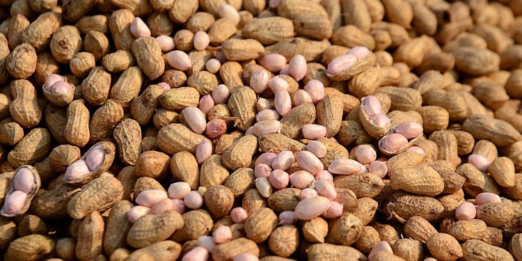 پیش بینی برداشت ۱۱ هزار تنی پیله بادام زمینی در گیلان