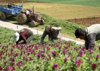 خراسان رضوی دارای ۲۵ درصد سطح زیر کشت گیاهان دارویی کشور