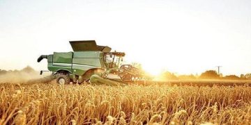 نرخ منطقی خرید تضمینی هر کیلو گندم برای سال زراعی آینده ۸۵ هزار تومان
