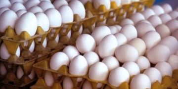 توزیع تخم مرغ ۴۰ درصد کمتر از قیمت تمام شده تولید