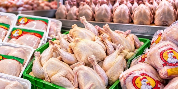 صادرات مرغ به کمتر از ۵۰۰ تن رسید/ضرورت تسریع در خرید حمایتی ۳۰ هزار تن مرغ مازاد از مرغداران