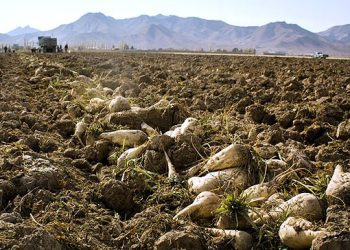 توسعه کشت پاییزه چغندرقند برای پایداری تولید الزامی است