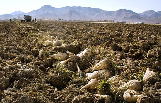 توسعه کشت پاییزه چغندرقند برای پایداری تولید الزامی است