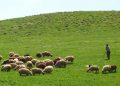 بیش از ۳۰ درصد تولید گوشت کشور به مراتع وابسته است