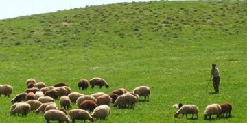 بیش از ۳۰ درصد تولید گوشت کشور به مراتع وابسته است