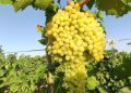 ایجاد زیرساخت برای توسعه ۷۵۰هکتاری باغات انگور و پسته ایوان